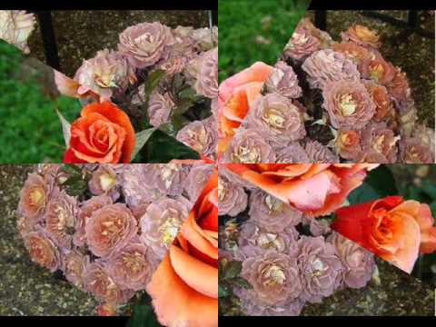 ვარდები