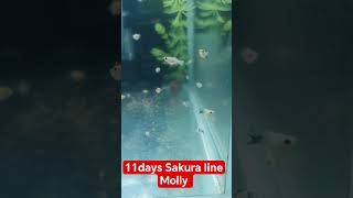 Download Lagu Tricolor molly fry (Sakura molly) #redhead #balloonmolly #fishkeepinghobby mix molly fry #fish MP3 Download Lagu Tricolor molly fry (Sakura molly) #redhead #balloonmolly #fishkeepinghobby mix molly fry #fish MP3