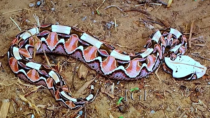 Cool Creatures of the Congo  : Gaboon Viper  #veno...