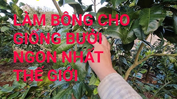 Xử lý làm bông cho Bưởi Ruby bói quả.