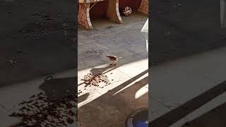 PÁJARO TRAGON!!!🐦‍⬛🐦‍⬛😋 #avesilvestre #pajaros #birds #pajaro #bird #birdsviral #birdsshort