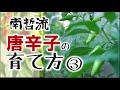 【唐辛子の育て方③】整枝～収穫編　南哲の自家栽培唐辛子が出来るまで【南哲グループ公式】#17【家庭菜園】