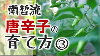 唐辛子の育て方 整枝 収穫編 南哲の自家栽培唐辛子が出来るまで 南哲グループ公式 17 家庭菜園 Youtube