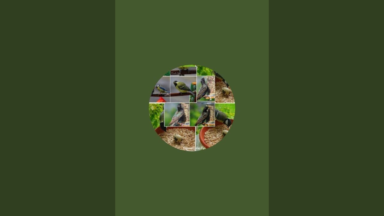 Bird Feeder Livestream.Mahlzeit 🐦 ❤️