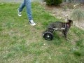 An Eddie's Wheels cat wheelchair for Wintzel