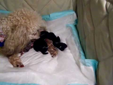 Toy Poodle Giving Birth