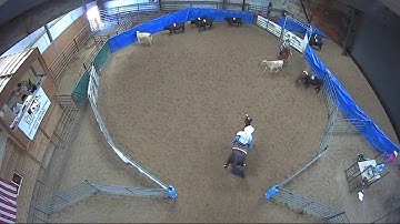Big Sky Ranch Sorting Saddle Series #5 - #8 RANCH HAND (2 CAP SORTER) - Round #1 - Ride #11
