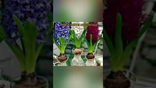 Download Lagu The sholawat to Allah MP3