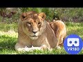 How Did Big Cat Rescue Get Started? -VR 180 3D
