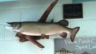 Rare World Record Fish is the Silver Northern from Spirit Lake Iowa, Dickinson County is fair.