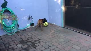 Pup carries ball while wearing OutFox Field Guard