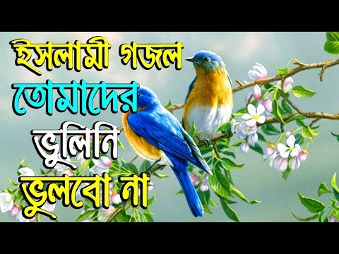 ইসলামী-গজল-তোমাদের-ভুলিনি-ভুলবো-না-islamic-song-2019-bangla-gojol