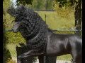 FRIESIANS ROCK!!!!! *tribute by Holland-Friesians.com*