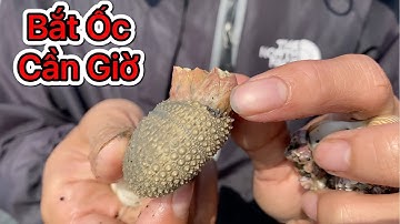 Bắt Ngêu Sò Khi Thuỷ Triều Rút Biển Cần Giờ  | PXC