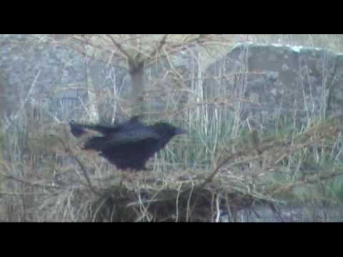 Crow Cam 3 - Arthur is looking for loving