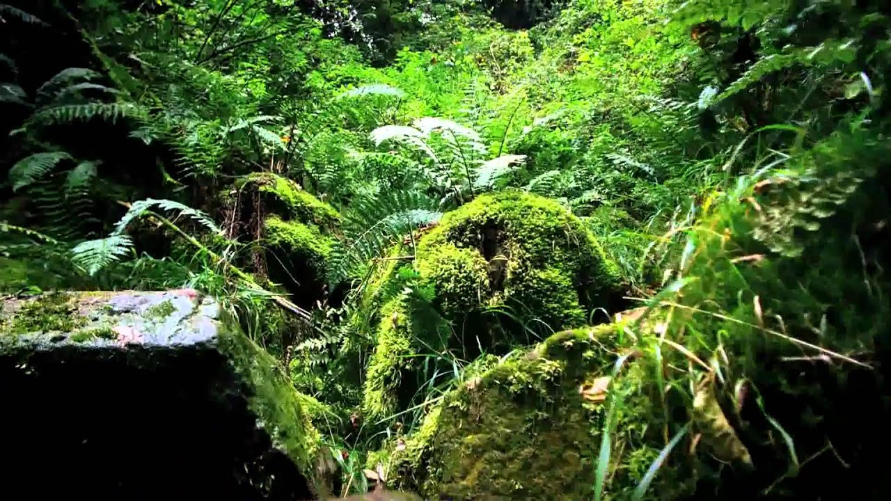 Vote for Jeju island as the New 7 Wonders of the world ! www keepvid