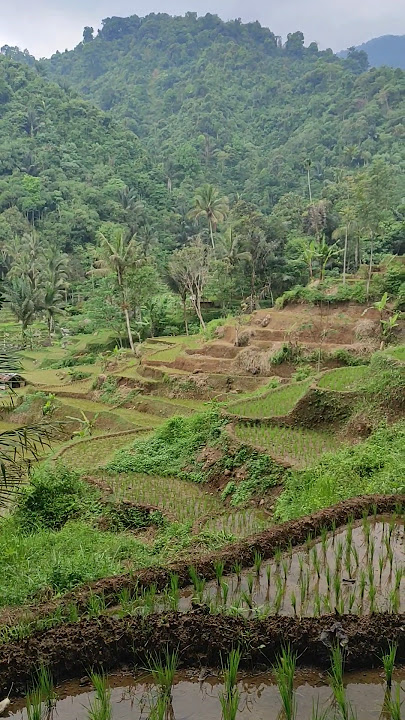 Pemandangan Sawah Luar Biasa Saat Berjalan ke Curug Wangu Subang