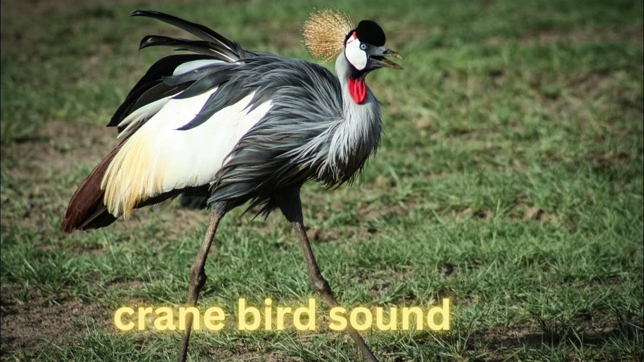 Crane Bird SOUND EFFECTS, YouTube