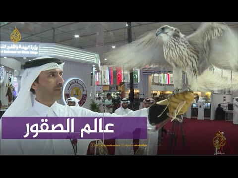 أندر أنواع الصقور في العالم وأسعارها تفاصيل مدهشة