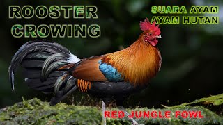 The Sound of a Rooster Crowing Calling a Friend