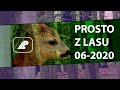 Prosto z lasu - 06-2020