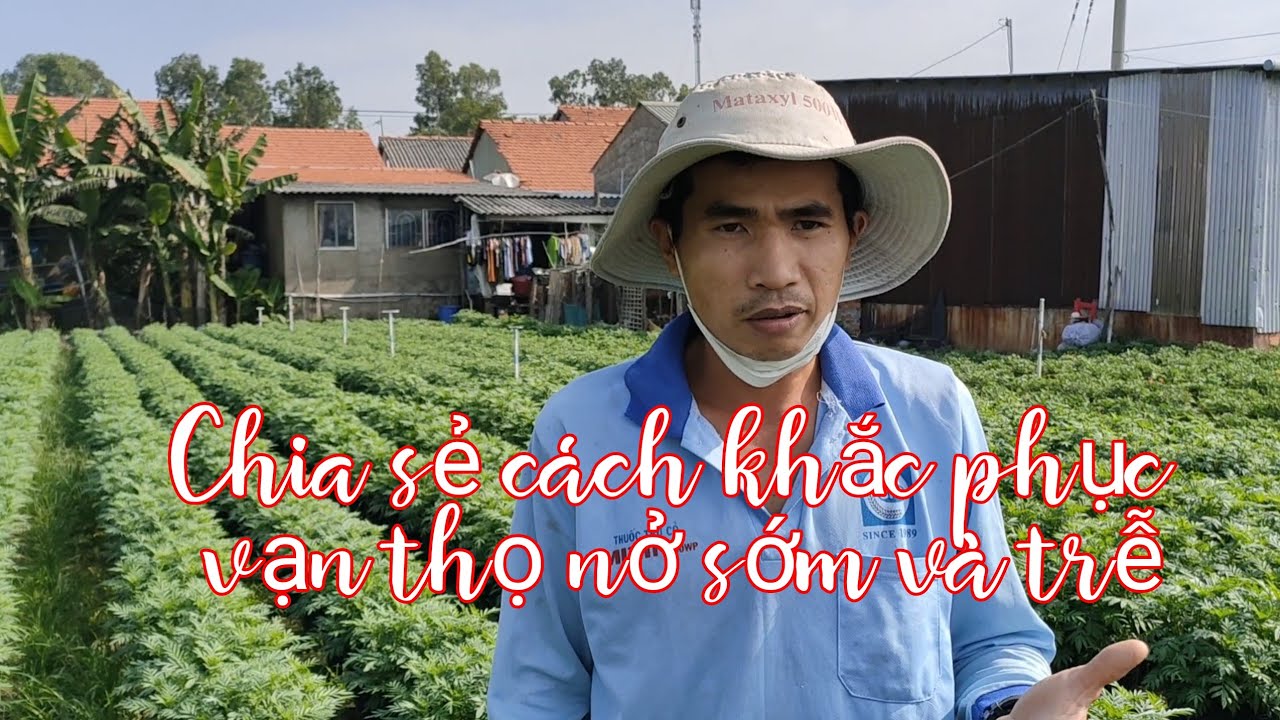 Chia sẻ cách khắc phục vạn thọ nở sớm, nở trễ và cách chăm sóc