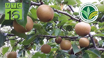 Tỉa cành, tạo tán cho cây lê chuẩn kỹ thuật, cho quả sai trĩu | VTC16