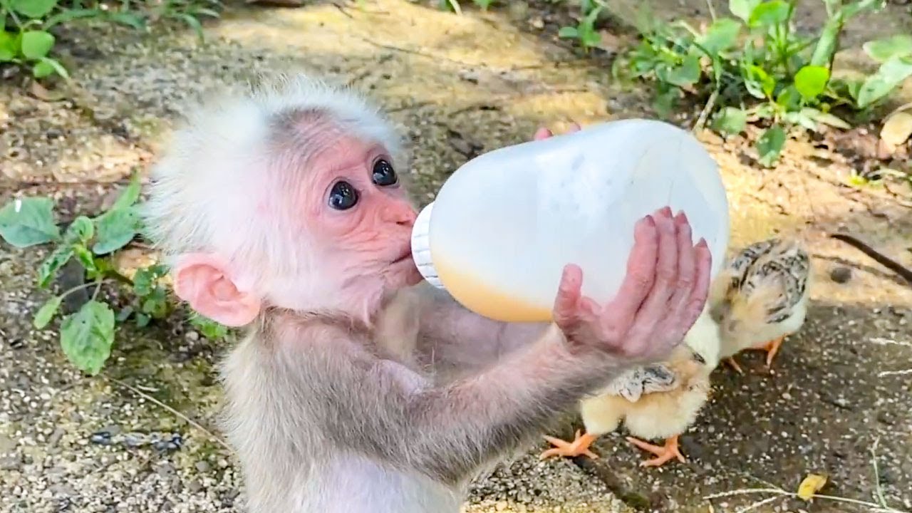 BiBi monkey takes care of chicks YouTube
