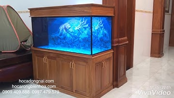 Hồ cá rồng 1m6 lắp đặt tại nhà anh Bình Biên Hoà - Đông Nai