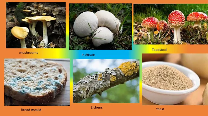 Grade 5 Science and Technology - Fungi - DayDayNews