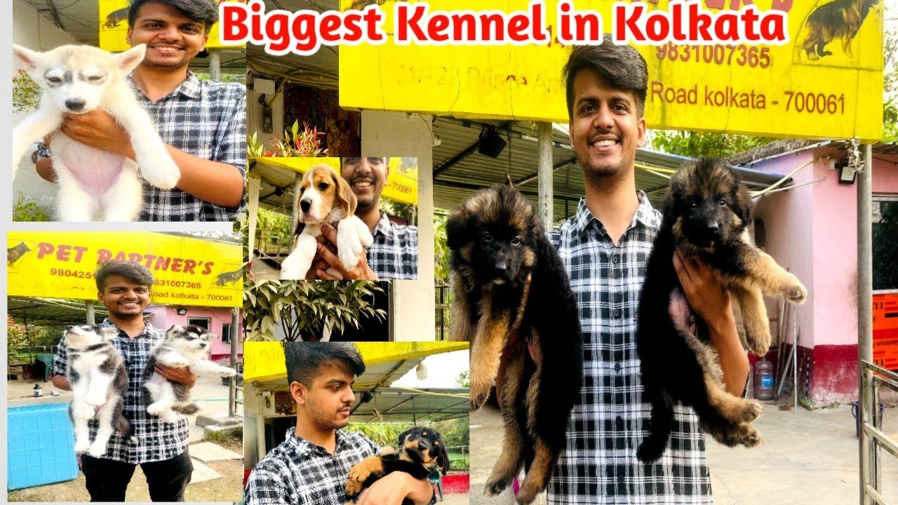 BIGGEST & CHEAPEST DOG KENNEL IN KOLKATA KENNEL OF PET PARTNER EMI