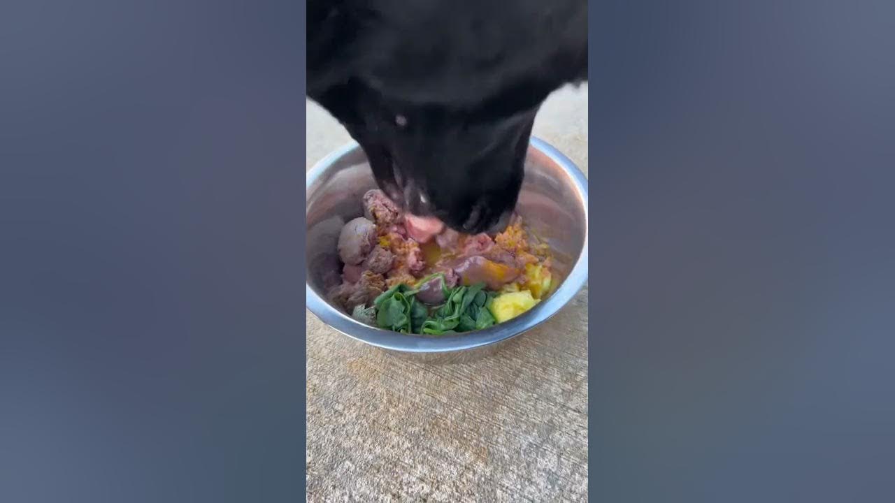 adding-turmeric-to-my-dogs-diet-youtube