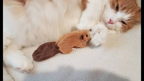 Kong Refillable Catnip Toy Review With Angel