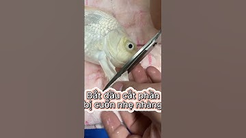 Hướng dẫn tỉa vây vi, tay bơi khi cá chép sư tử, chép phi tần bị lỗi cuốn hoặc gập tay bơi