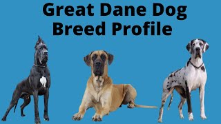 Great Dane Dog Breed Profile