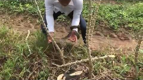 Brave Boy Catching Snakes In The Wild How To Catch A Snake In The Wild