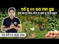 Desi kukuda farm in odisha  gua chasa odia  gola maricha chsa odisha  best farming idea in odia