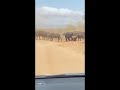 BUFFALOES 🐃 IN SEARCH OF WATER
