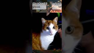 Misha Stares Into Your Soul On