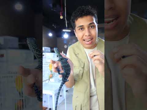 اكتشفت تنين حقيقي