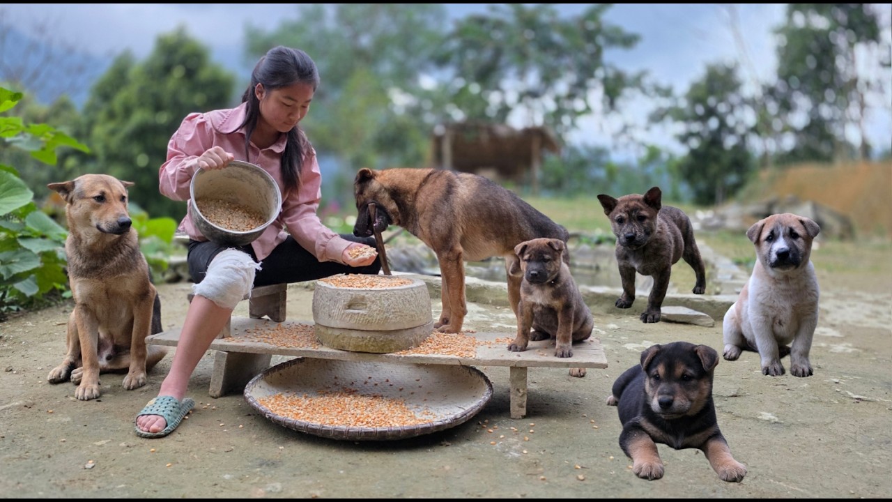 The girl and her dog are grinding corn in the yard of their country home to feed the chickens