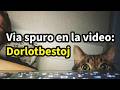 Via spuro en la video: Dorlotbestoj – Tubaro