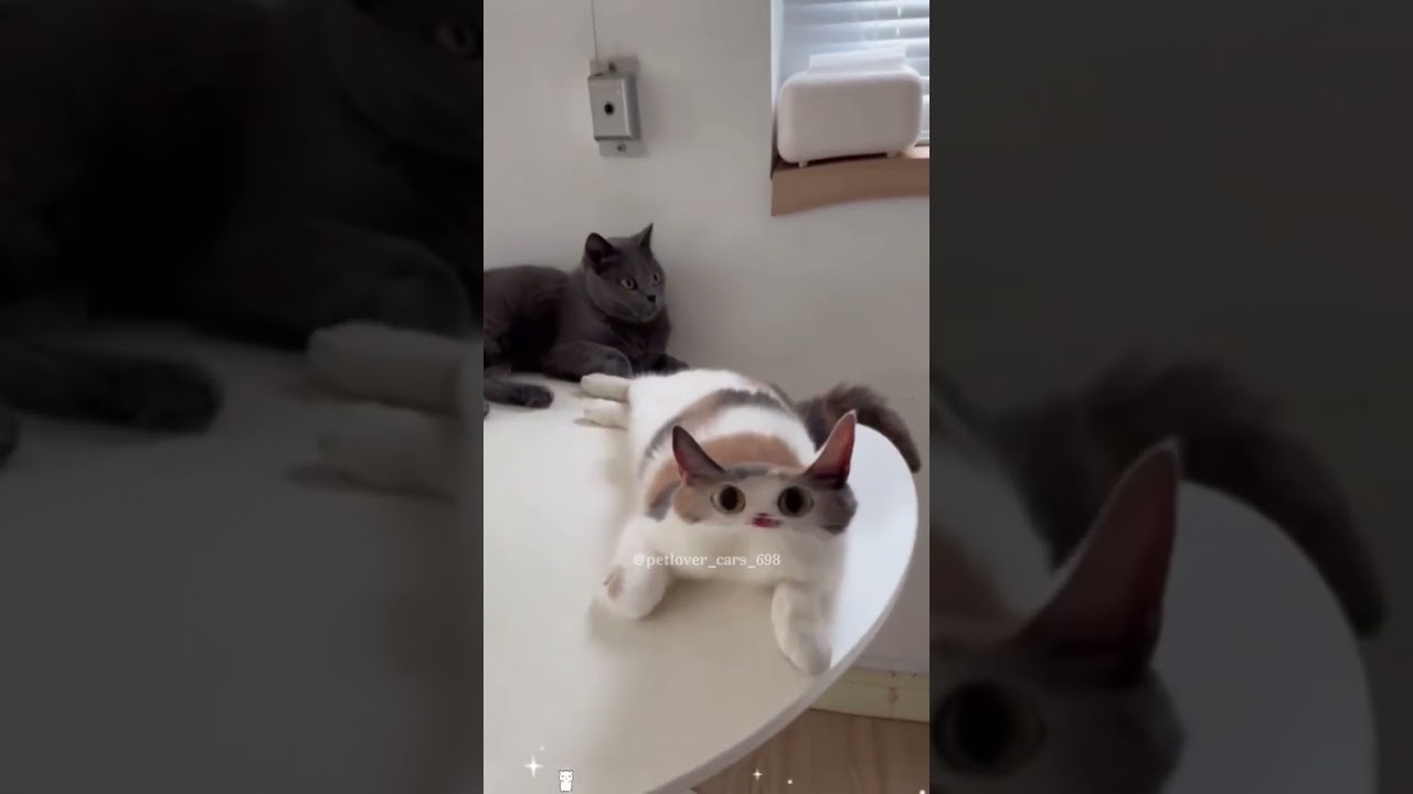 #PlayfulCats