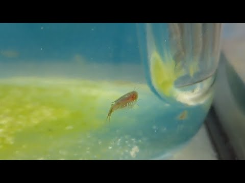 Albino Triops 50 Oeufs De Triops Cancriformis Albinos (Beni Kabuto Ebi Triops Newberryi