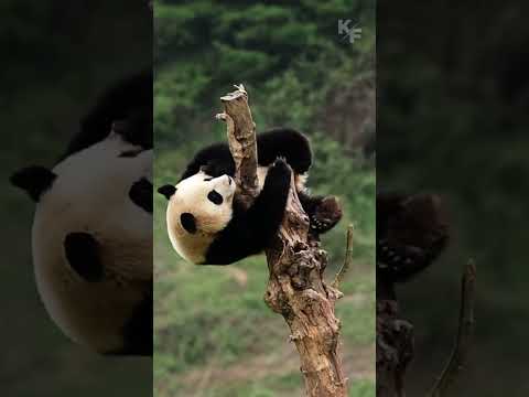 Работа с пандами. Точно ли стоит мечтать о таком?