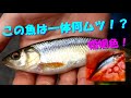 【川釣り】用水路に住んでる魚は一体・・・？