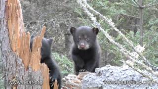 April 11, 2012  Jewel the Black Bear  Outside the Den  #6