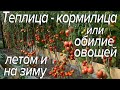 Теплица   кормилица или изобилие овощей летом и на зиму.