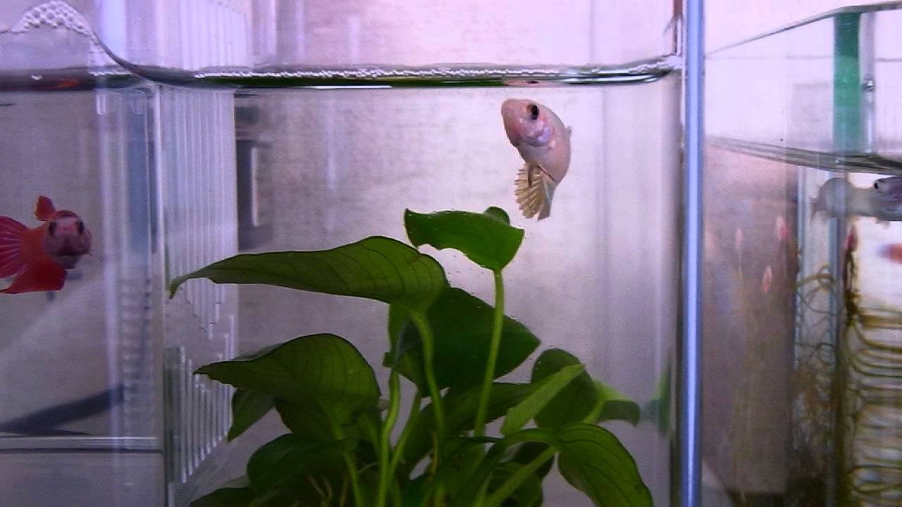 ベタのメスの見分け方と混泳の注意点