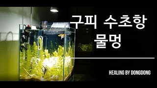 구피 수초항 I 물멍 I 물생활 I 힐링 I A fishbowl video of nature. Healing. an aquascape. water life.